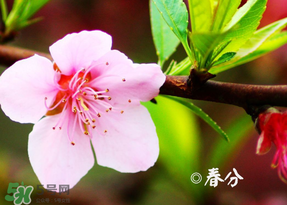 2017年春分是什么時(shí)候？2017年春分是幾月幾號(hào)？