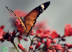 驚蟄過后一周會下雨嗎？驚蟄下雨好嗎？