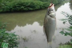 春分節(jié)氣好釣魚嗎？春分釣魚技巧