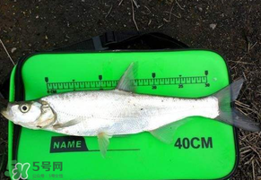 春分節(jié)氣好釣魚嗎？春分釣魚技巧