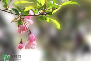 春分開什么花？春分什么花開？