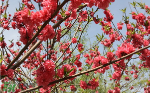 春分開什么花？春分什么花開？