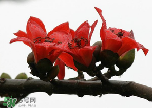 春分會(huì)下雨嗎？春分節(jié)氣下雨好還是不好？