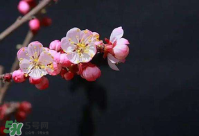 春分會(huì)下雨嗎？春分節(jié)氣下雨好還是不好？