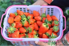 家里可以種草莓嗎？陽臺上可以種草莓嗎？