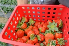 自己在家種草莓好養(yǎng)嗎？如何在家里種草莓？