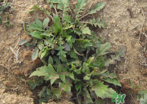 痛風(fēng)能吃薺菜嗎？痛風(fēng)病人能吃薺菜嗎？