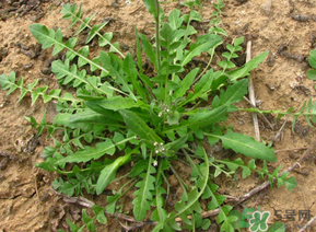 痛風(fēng)能吃薺菜嗎？痛風(fēng)病人能吃薺菜嗎？