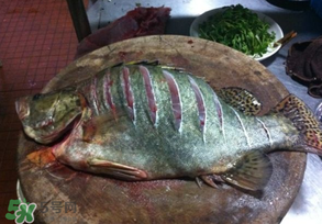 三月份吃什么魚(yú)？3月份吃什么魚(yú)好？