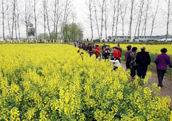 清明節(jié)出去旅游好嗎？清明節(jié)可以出去旅行嗎？