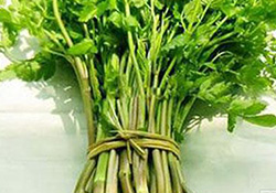 孕婦可以吃野芹菜嗎？孕婦吃野芹菜有什么好處？