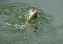 春分節(jié)氣好釣魚嗎？春分釣魚技巧