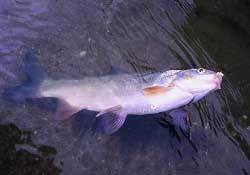 3月份釣魚用什么餌料？三月份釣魚用什么魚餌？