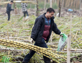 3月份能吃甘蔗嗎？三月份的甘蔗能吃嗎？