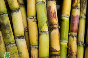 3月份能吃甘蔗嗎？三月份的甘蔗能吃嗎？
