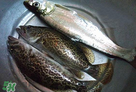 ?3月份可以釣翹嘴嗎？翹嘴幾月份好釣？