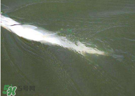 ?3月份可以釣翹嘴嗎？翹嘴幾月份好釣？