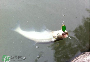 ?3月份可以釣翹嘴嗎？翹嘴幾月份好釣？