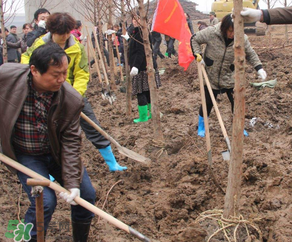 ?3月份可以種什么？?3月份可以種什么果樹？
