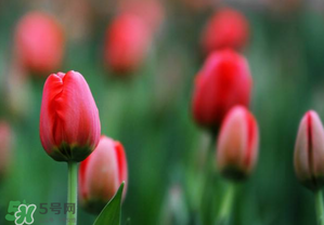 郁金香3月份還能種嗎？三月份種郁金香可以嗎？