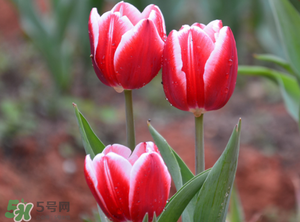 郁金香3月份還能種嗎？三月份種郁金香可以嗎？