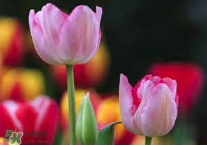 郁金香3月份還能種嗎？三月份種郁金香可以嗎？