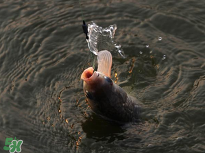 3月份釣什么魚？3月份怎么釣魚？