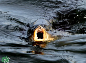 3月份釣什么魚？3月份怎么釣魚？