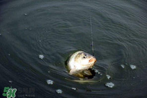 3月份釣魚(yú)用什么餌料？三月份釣魚(yú)用什么魚(yú)餌？