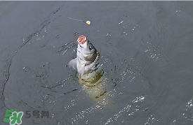三月份釣鯉魚(yú)好釣嗎？3月份釣鯉魚(yú)用什么好？