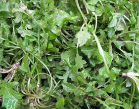 薺菜葉子黃了能吃嗎？薺菜發(fā)黃能吃嗎？