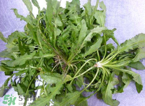 薺菜葉子黃了能吃嗎？薺菜發(fā)黃能吃嗎？