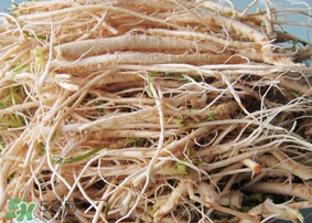 薺菜根怎么吃？薺菜根的吃法