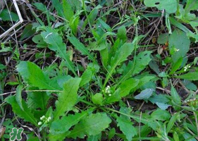 薺菜根怎么吃？薺菜根的吃法