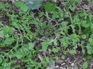 野生薺菜長(zhǎng)什么樣？野生薺菜怎么識(shí)別？