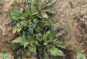 薺菜多少錢一斤？野生薺菜多少錢一斤？