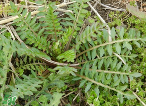 薺菜多少錢一斤？野生薺菜多少錢一斤？