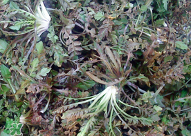 腎結(jié)石能吃薺菜嗎？腎結(jié)石可以吃薺菜嗎？