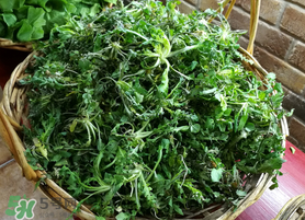 腎結(jié)石能吃薺菜嗎？腎結(jié)石可以吃薺菜嗎？