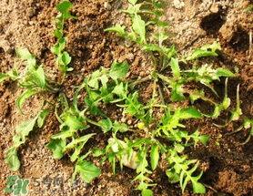 腎結(jié)石能吃薺菜嗎？腎結(jié)石可以吃薺菜嗎？