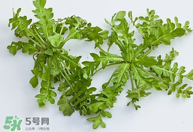 薺菜有蟲(chóng)子嗎？薺菜根有蟲(chóng)子嗎？
