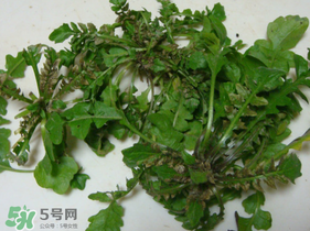 薺菜有蟲(chóng)子嗎？薺菜根有蟲(chóng)子嗎？