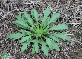 薺菜有蟲(chóng)子嗎？薺菜根有蟲(chóng)子嗎？