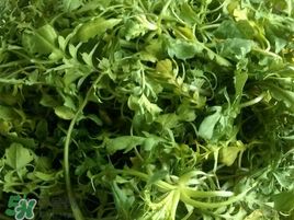 薺菜怎么保存？薺菜可以曬干存放嗎？