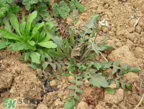 薺菜什么季節(jié)有？薺菜什么時候上市？