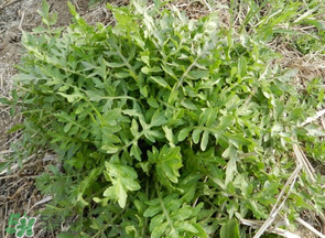 薺菜什么季節(jié)有？薺菜什么時候上市？