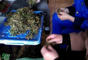 薺菜什么季節(jié)有？薺菜什么時候上市？