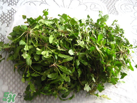 薺菜什么時候播種？薺菜什么時候挖？