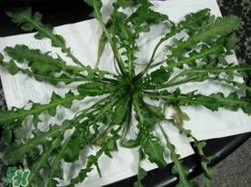 薺菜什么時候播種？薺菜什么時候挖？