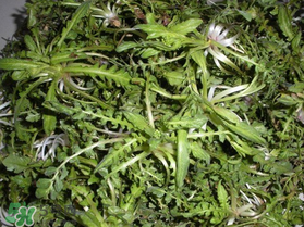 薺菜什么時候播種？薺菜什么時候挖？